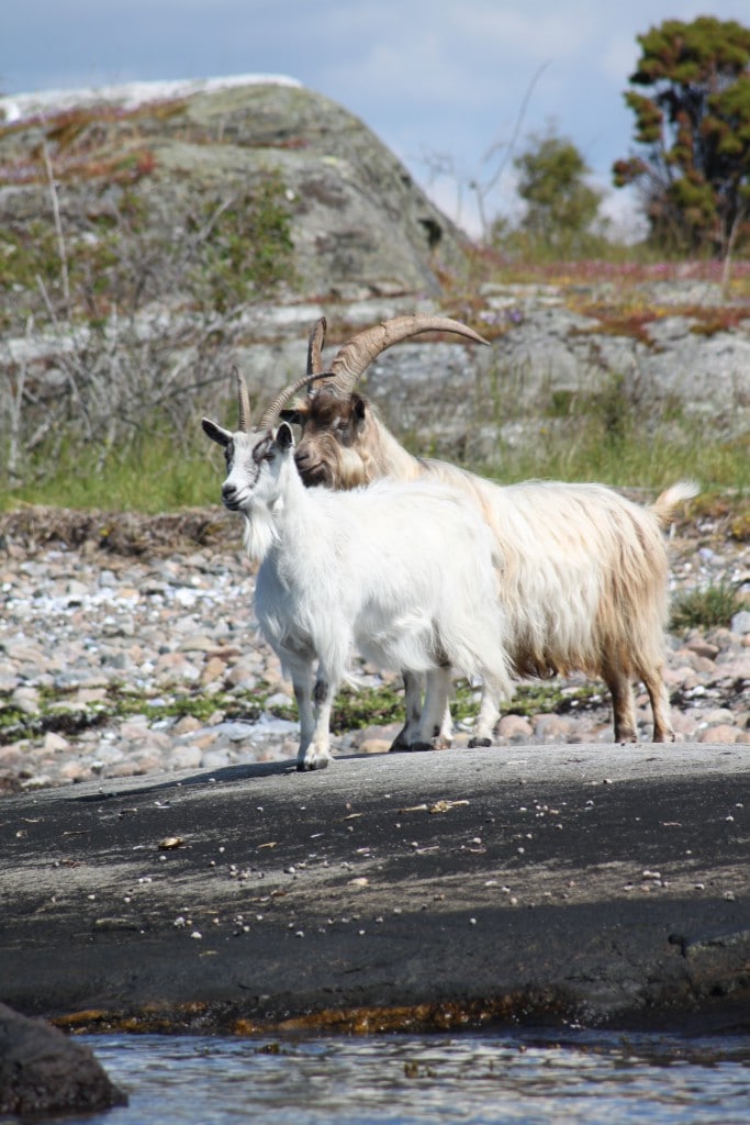 [cml_media_alt id='3665']Goats[/cml_media_alt]